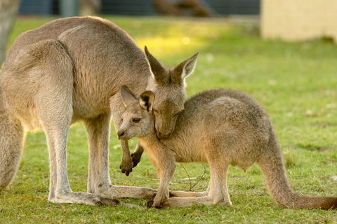 BIG4 Tasman Holiday Parks - Racecourse Beach - Winery Find 39