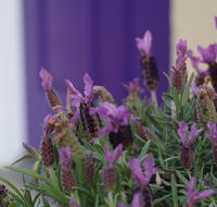 The Purple Door on Seaview - Winery Find