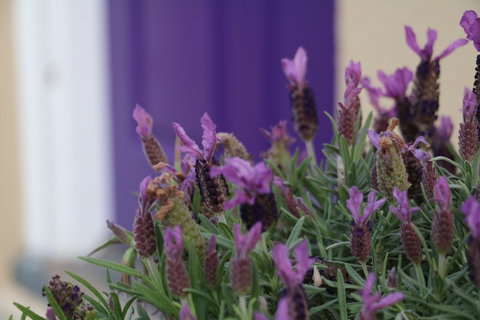 The Purple Door On Seaview - Winery Find 0