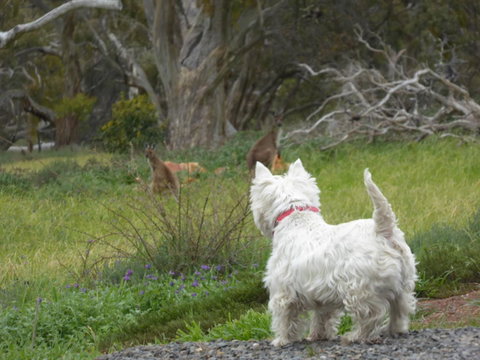 Molly's Chase - Winery Find 27
