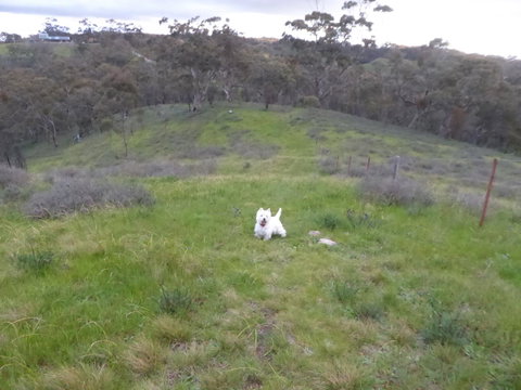Molly's Chase - Winery Find 22