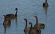 Coorong Waterfront Retreat - thumb 26