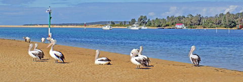 Pelican Motor Inn - Winery Find 29