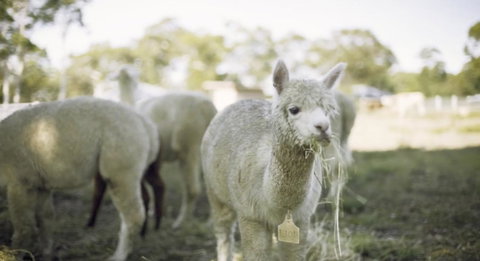 The Woods Farm Jervis Bay - Winery Find 12