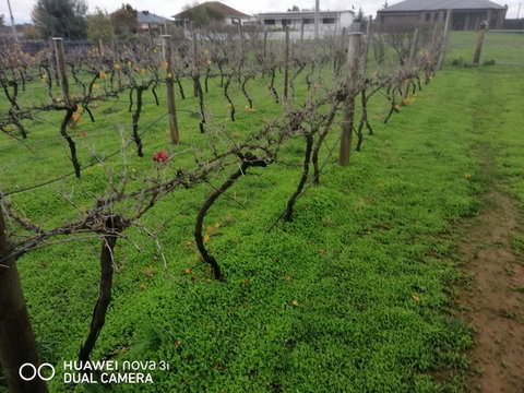 Carisbrook Country Retreat Motel - Winery Find 1