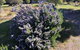 Carisbrook Country Retreat Motel - thumb 2