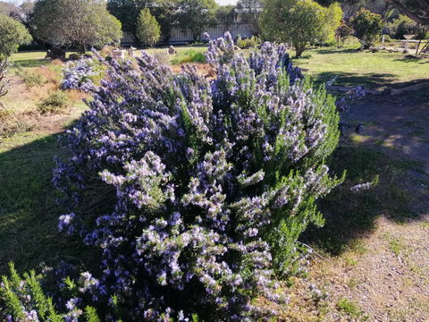 Carisbrook Country Retreat Motel - Winery Find 2