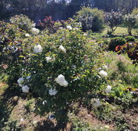Carisbrook Country Retreat Motel - Winery Find