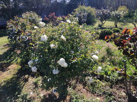 Carisbrook Country Retreat Motel - Winery Find 0
