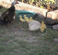 Corella Creek Country Farm Stay - Winery Find