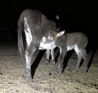 Donkey Tales Farm Cottages - Winery Find