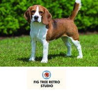 Fig Tree Retro Studio - Winery Find