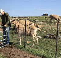 Gilgraves Vineyard Farmstay - Winery Find