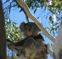 Levi Park Caravan Park - Winery Find