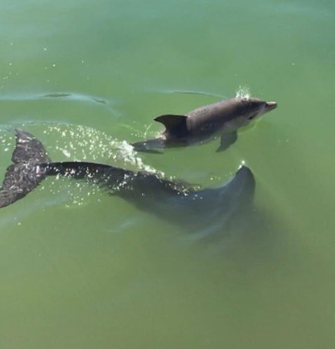 Mandurah Dolphin Escape - Winery Find 3