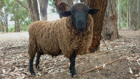Margaret River Hideaway & Farmstay - Winery Find 27