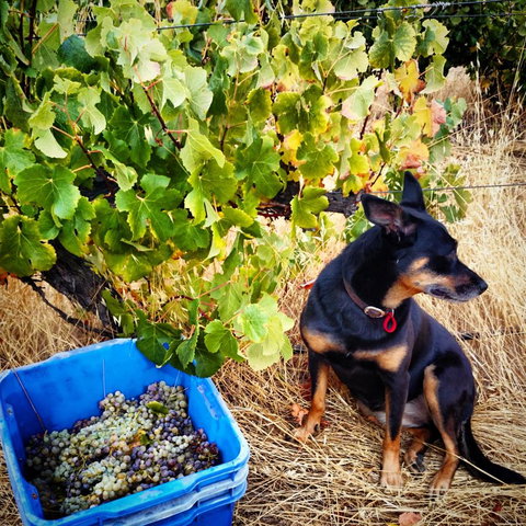 Hotham Ridge Estate - Winery Find 33