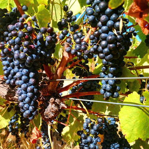 Hotham Ridge Estate - Winery Find 32