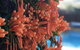 Swan Valley Rest Cottage - thumb 23