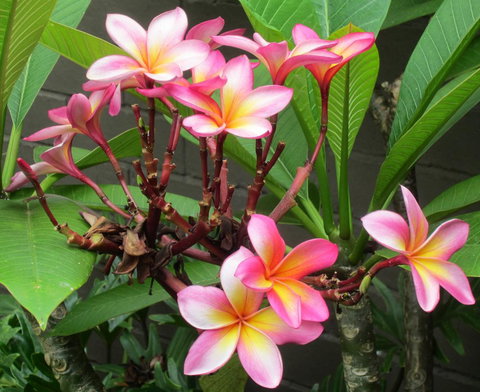 Garden Studio In Cottesloe - Winery Find 13