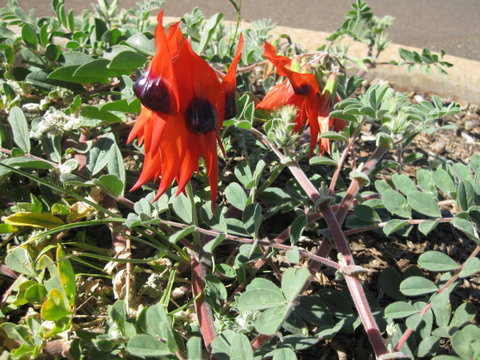 Meekatharra Accommodation Centre - Winery Find 17