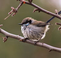 Free Spirit Pods - Winery Find
