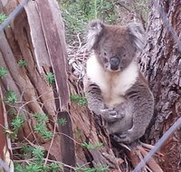 Stringybark Hills Retreat - Winery Find