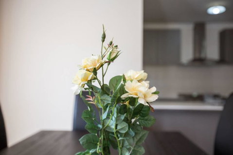 Holiday Rose - Winery Find 8