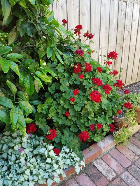 Healesville House - Fig Tree House - Winery Find 18