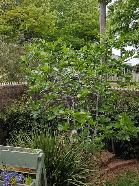 Healesville House - Fig Tree House - Winery Find 20