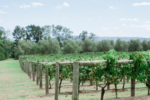 Tranquil Vale Vineyard - Winery Find 2