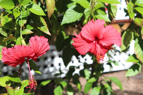 Amaroo On Mandalay, Magnetic Island - Winery Find 35