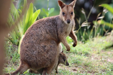 Amaroo On Mandalay, Magnetic Island - Winery Find 26