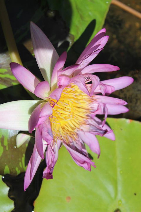 Amaroo On Mandalay, Magnetic Island - Winery Find 41