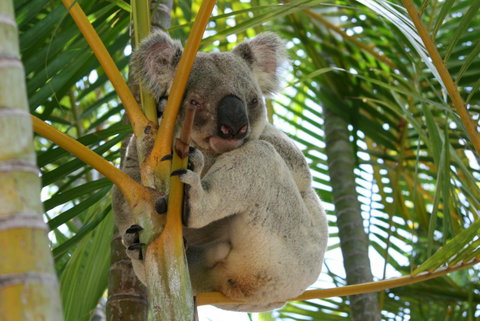 Amaroo On Mandalay, Magnetic Island - Winery Find 44