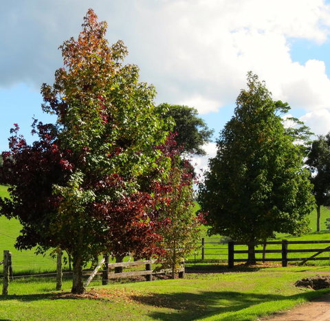 Maleny Springs Farm - Winery Find 26