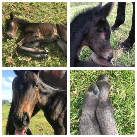 Maleny Springs Farm - Winery Find 29