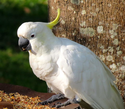 Maleny Springs Farm - Winery Find 40