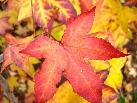 Maleny Springs Farm - Winery Find 38