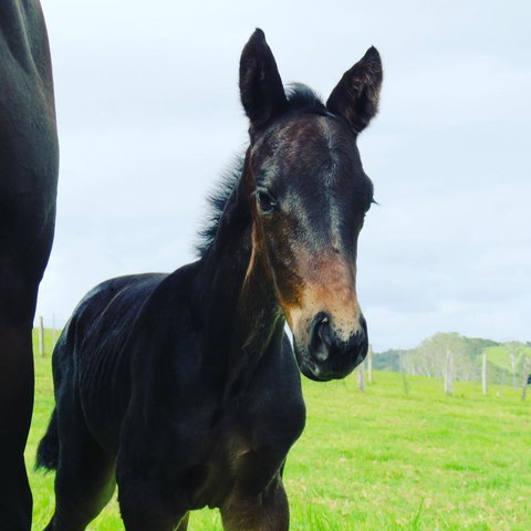 Maleny Springs Farm - Winery Find 12