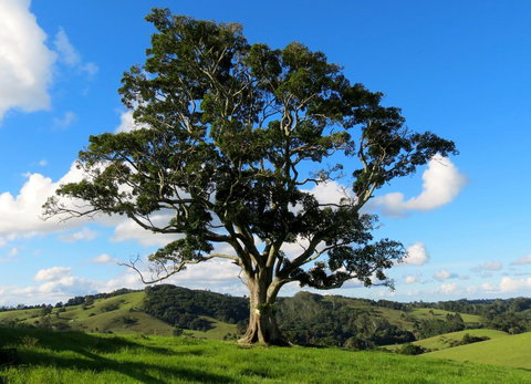 Maleny Springs Farm - Winery Find 32
