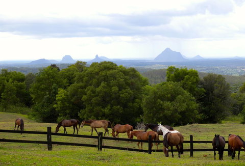 Maleny Springs Farm - Winery Find 39