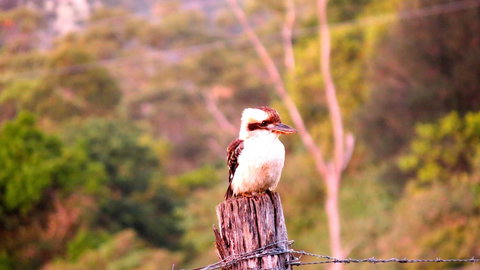 Maleny Springs Farm - Winery Find 25