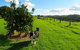 Maleny Springs Farm - thumb 31