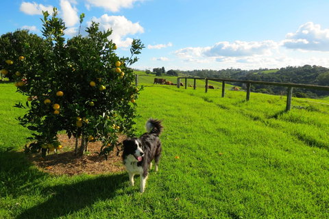 Maleny Springs Farm - Winery Find 31