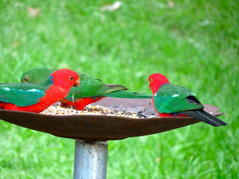 Maleny Springs Farm - Winery Find 35