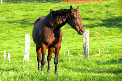 Maleny Springs Farm - Winery Find 27