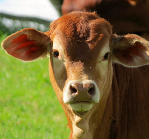 Maleny Springs Farm - Winery Find 9