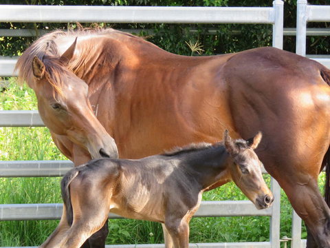 Maleny Springs Farm - Winery Find 18