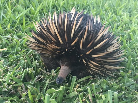 Maleny Springs Farm - Winery Find 23